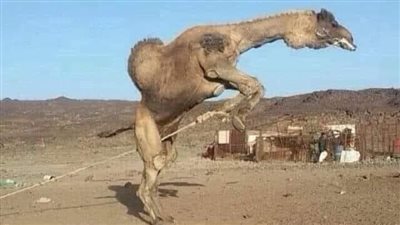 قصة قـــهــــر جمل!!