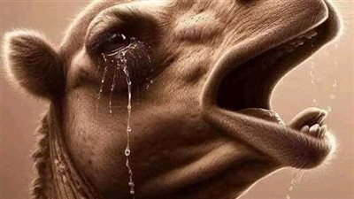 يقول مالك بن دينار بينما انا أطوف بالبيت الحړام وقد أعجبني كثرة الحجاج