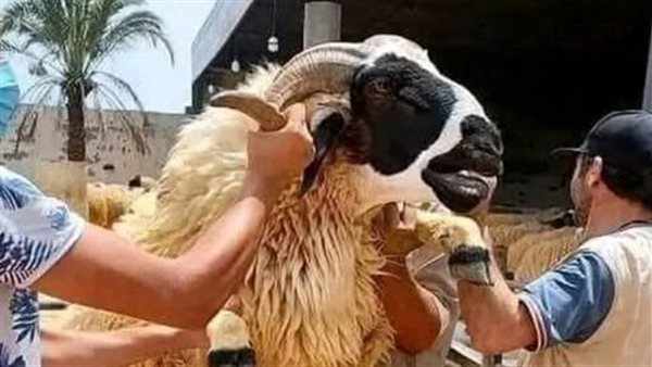 موقع أيام نيوز
