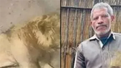 أسد يلتهـم حـارسه في حديقة الحيوان بالفيوم!!