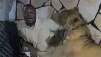 صاحب مزرعة أسود في ليبيا يطلق الأسد على عمال ولكن الهزار قلب جد!!