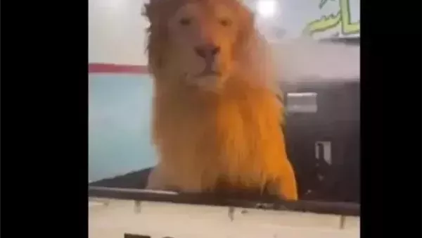موقع أيام نيوز