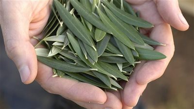معجزة اوراق الزيتون