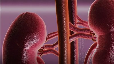 اختبار الكلى في المنزل- 5 طرق للاطمئنان على سلامتها