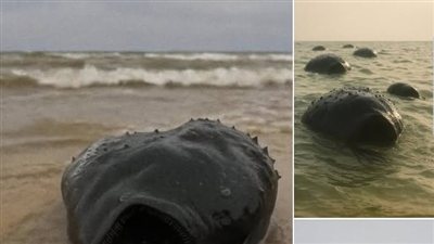 ظهور سمكة غريبة في شواطئ!!